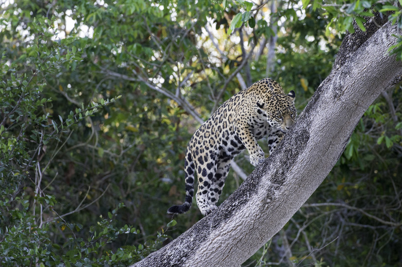Jaguar tree.