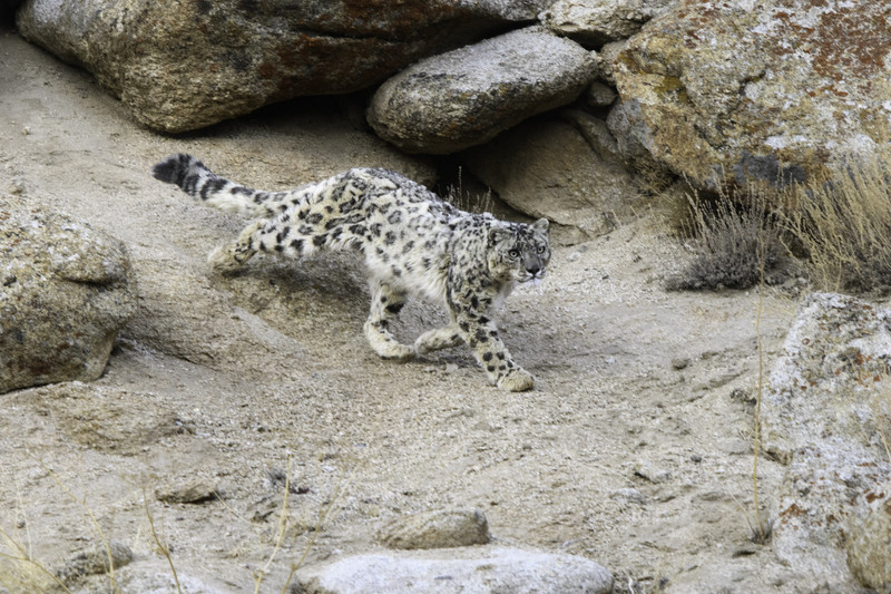 Snow leopard in Ladakh.