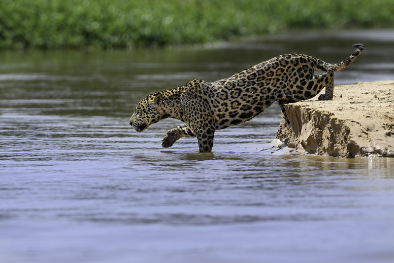 Jaguar going into water.