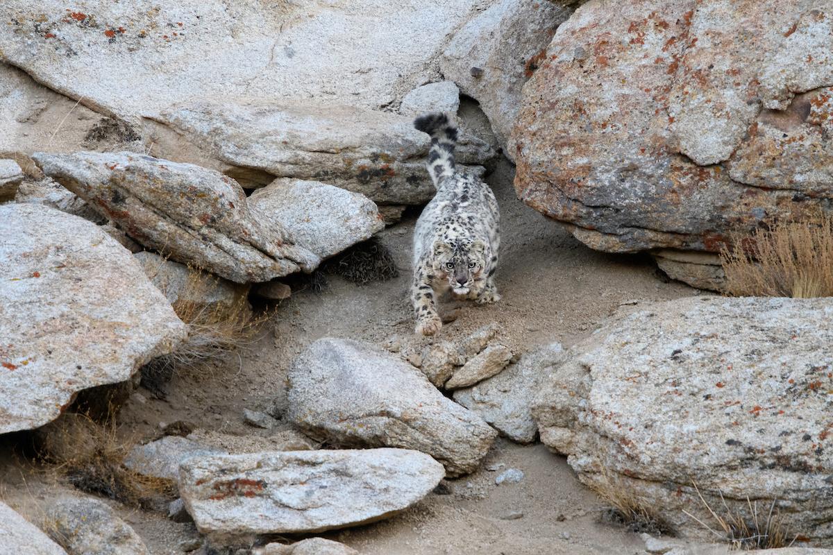 Snow leopard 1