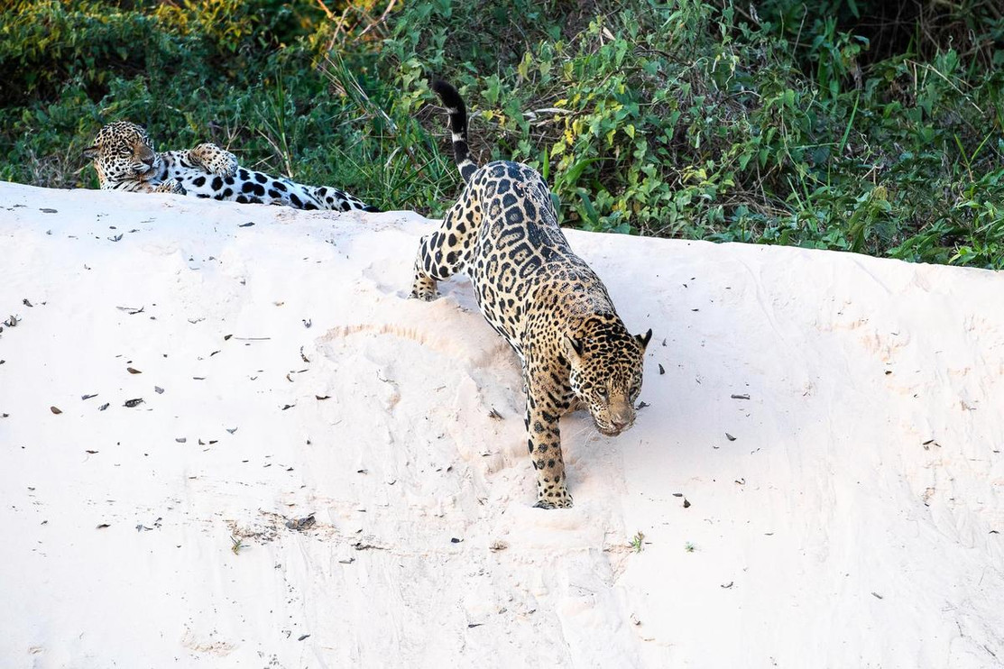 Jaguar pair