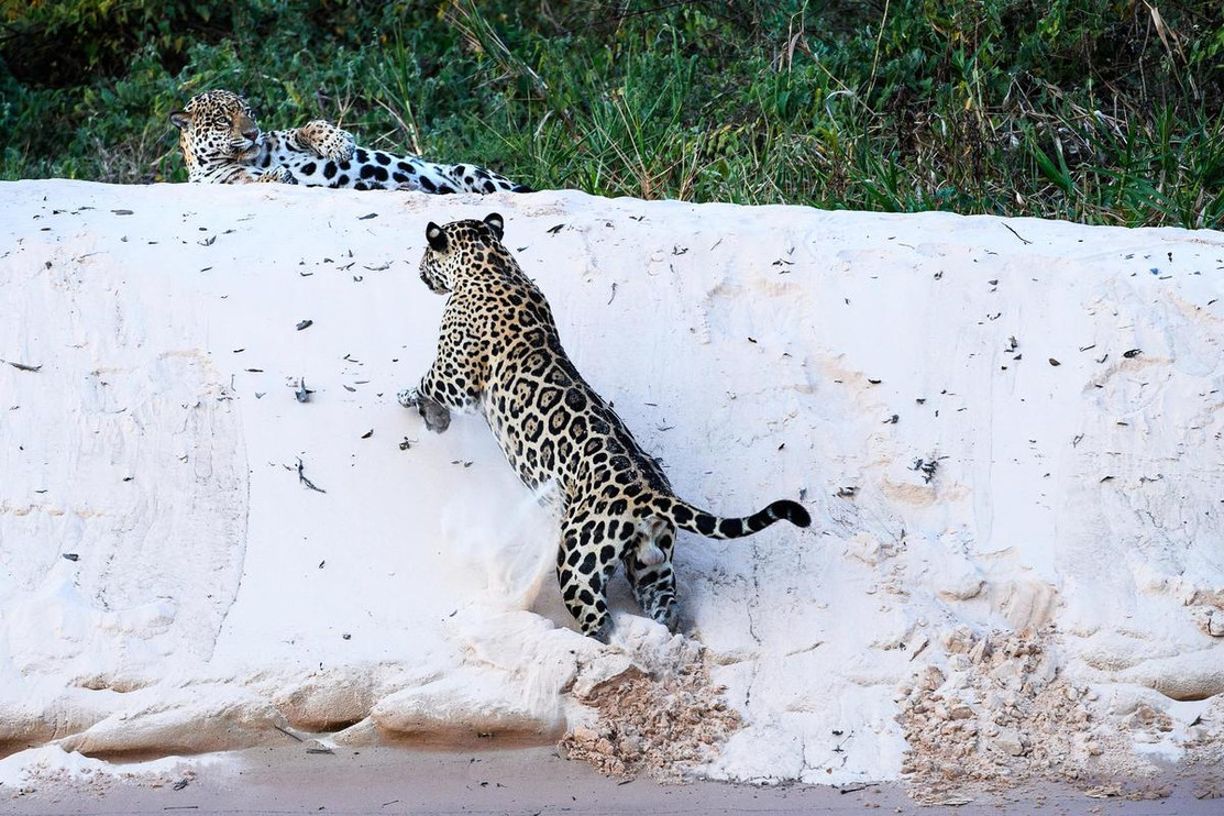 Jaguar pair