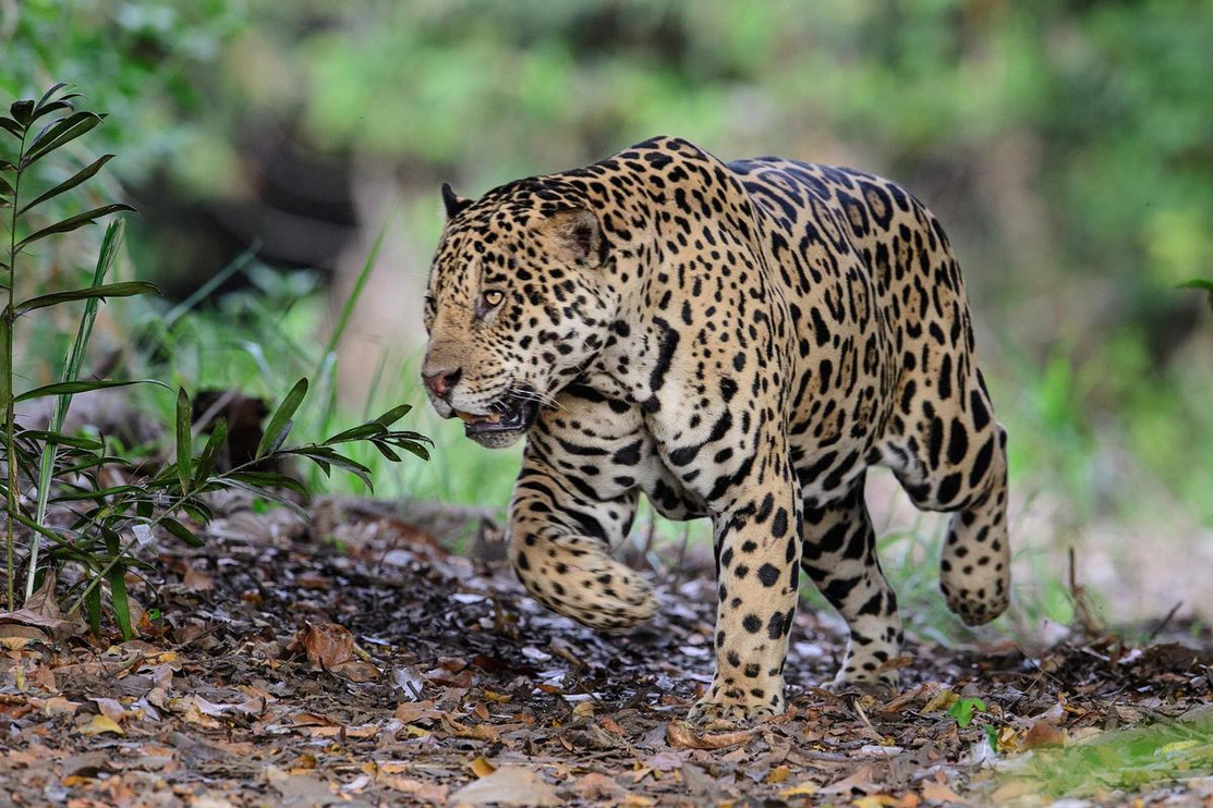 Jaguar in Brazil