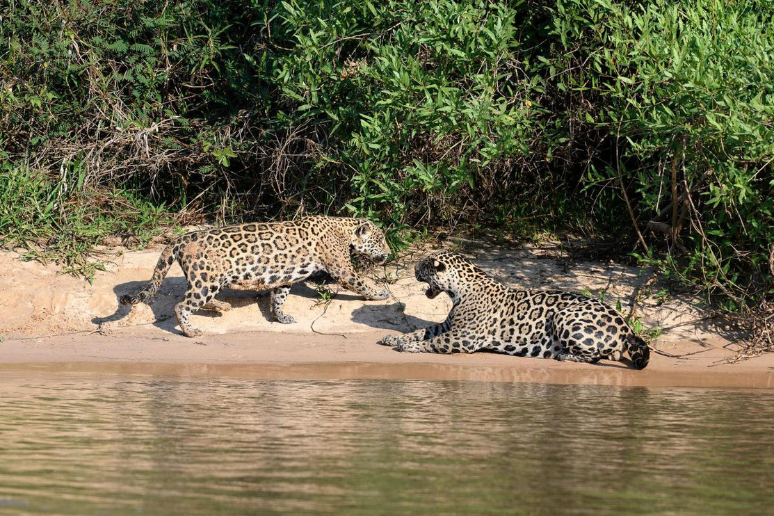 Jaguar pair