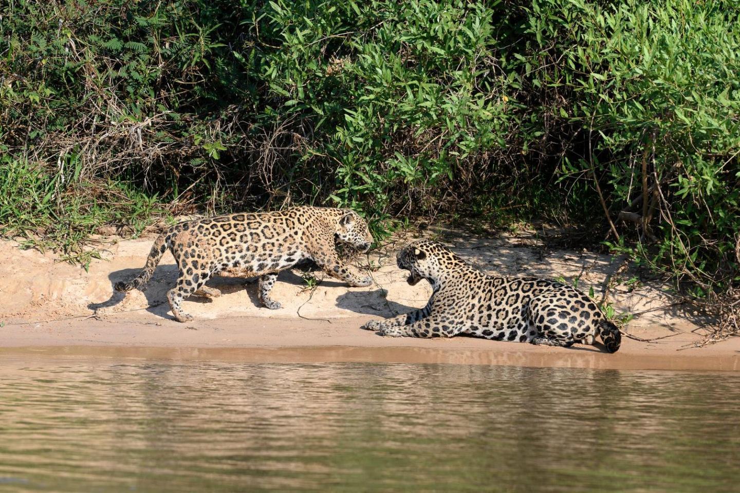 A pair of courting jaguars on a sand bank