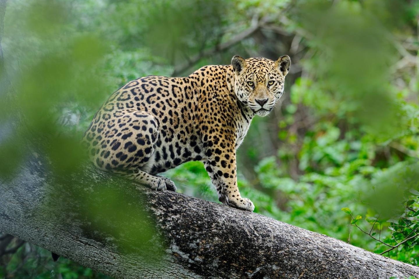 Jaguar
