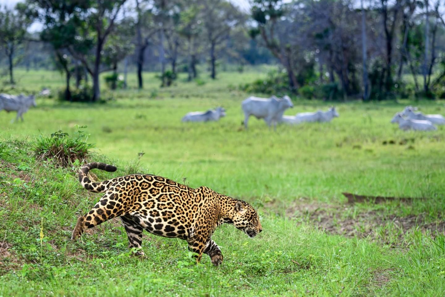 A jaguar patrolling territory with herd of cattle in the background in Brazil.  