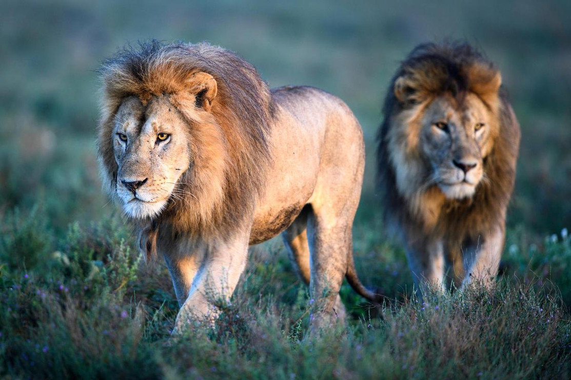 Male lion coalition 1