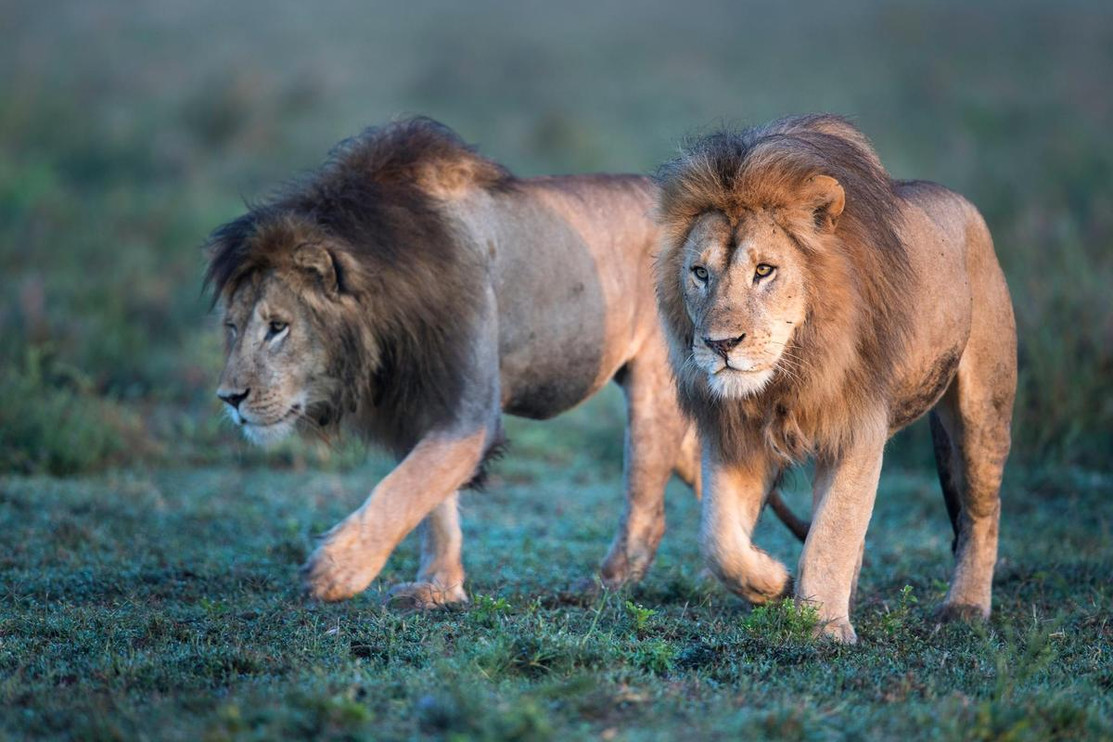 Male lion coalition 2