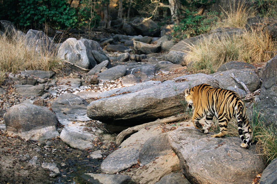 Tiger in gully