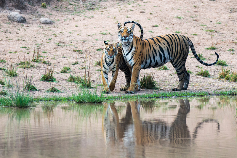 Tiger and cub.