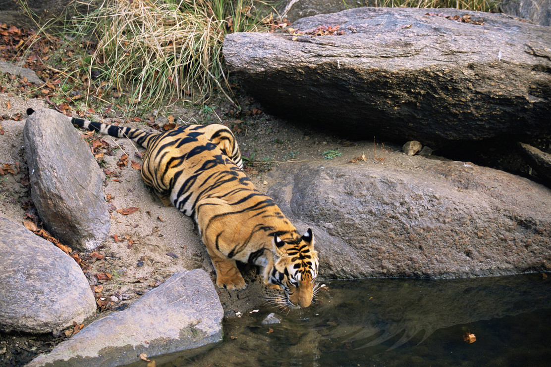 Tiger drinking