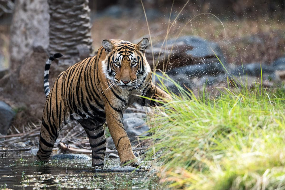 Tiger at a stream