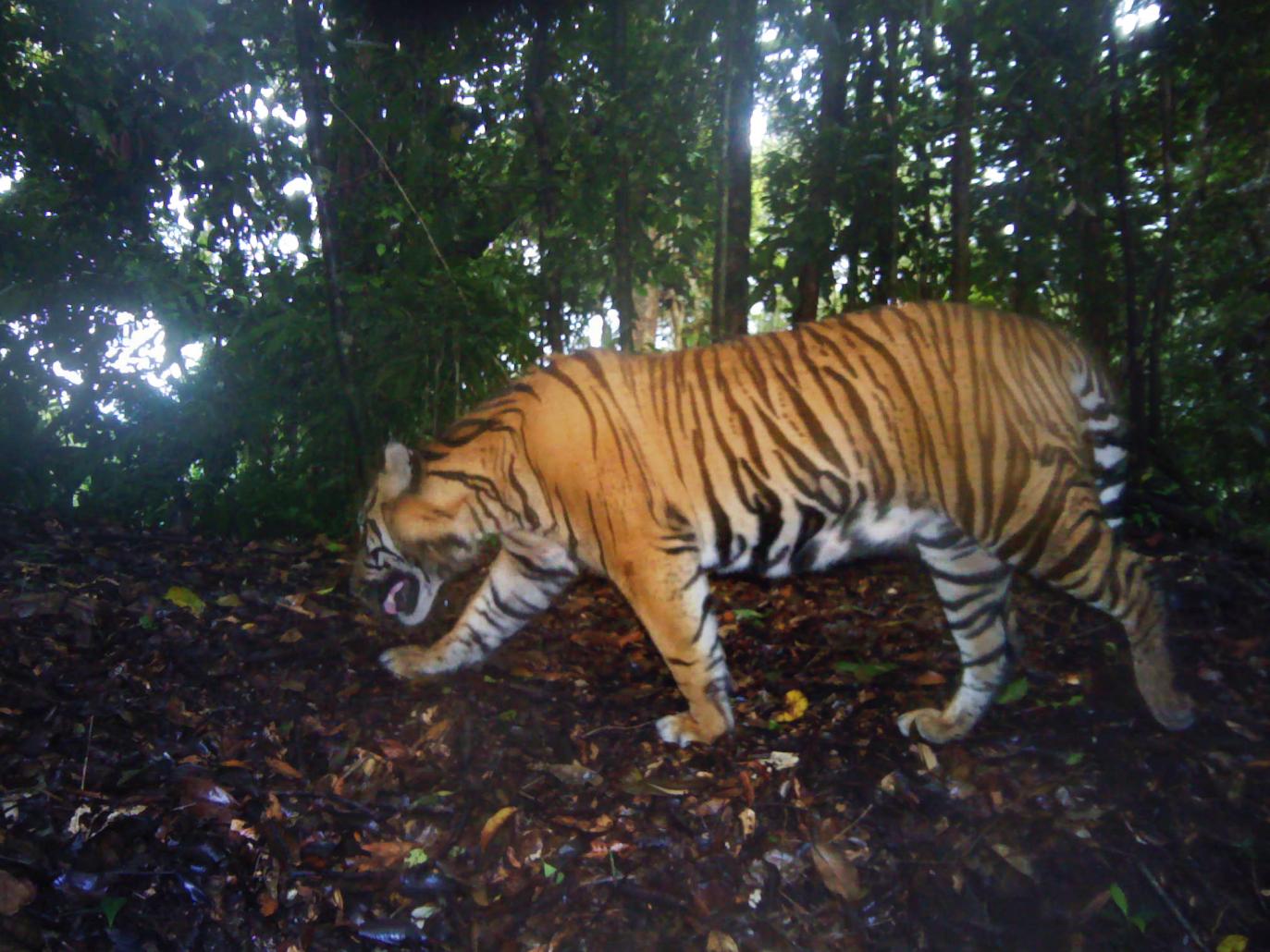 Sumatran tiger