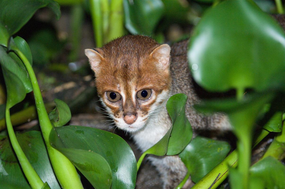 Flat-headed cat in Borneo