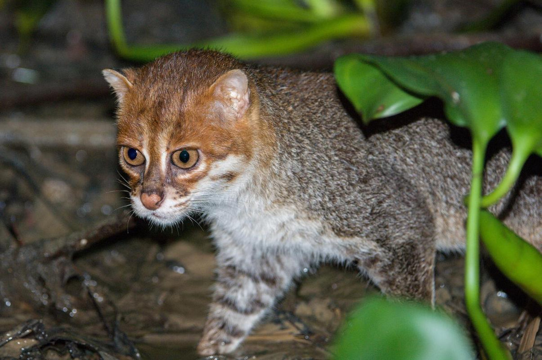 Flat-headed cat in Borneo