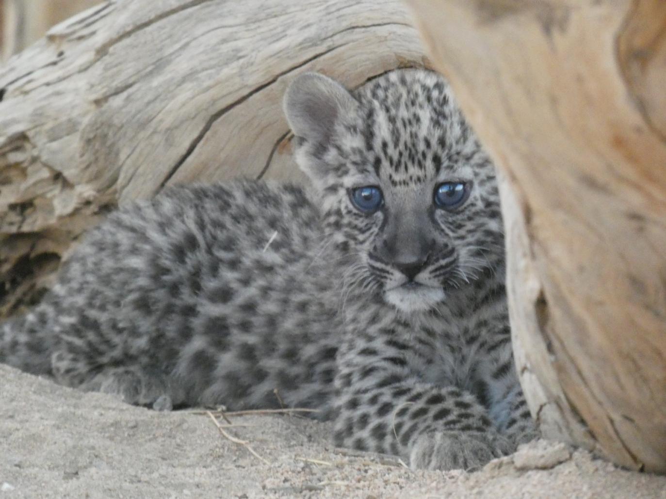 Arabian leopard cub