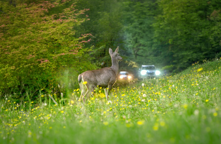 A black-tailed deer eyes a busy road in western Washington, contemplating when to cross. 