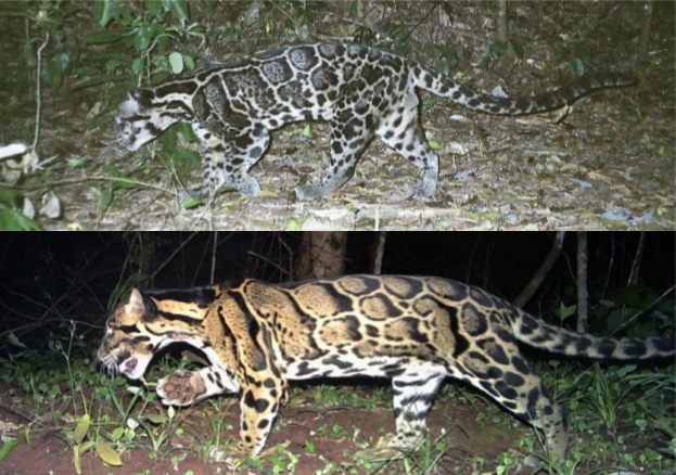 Clouded leopards