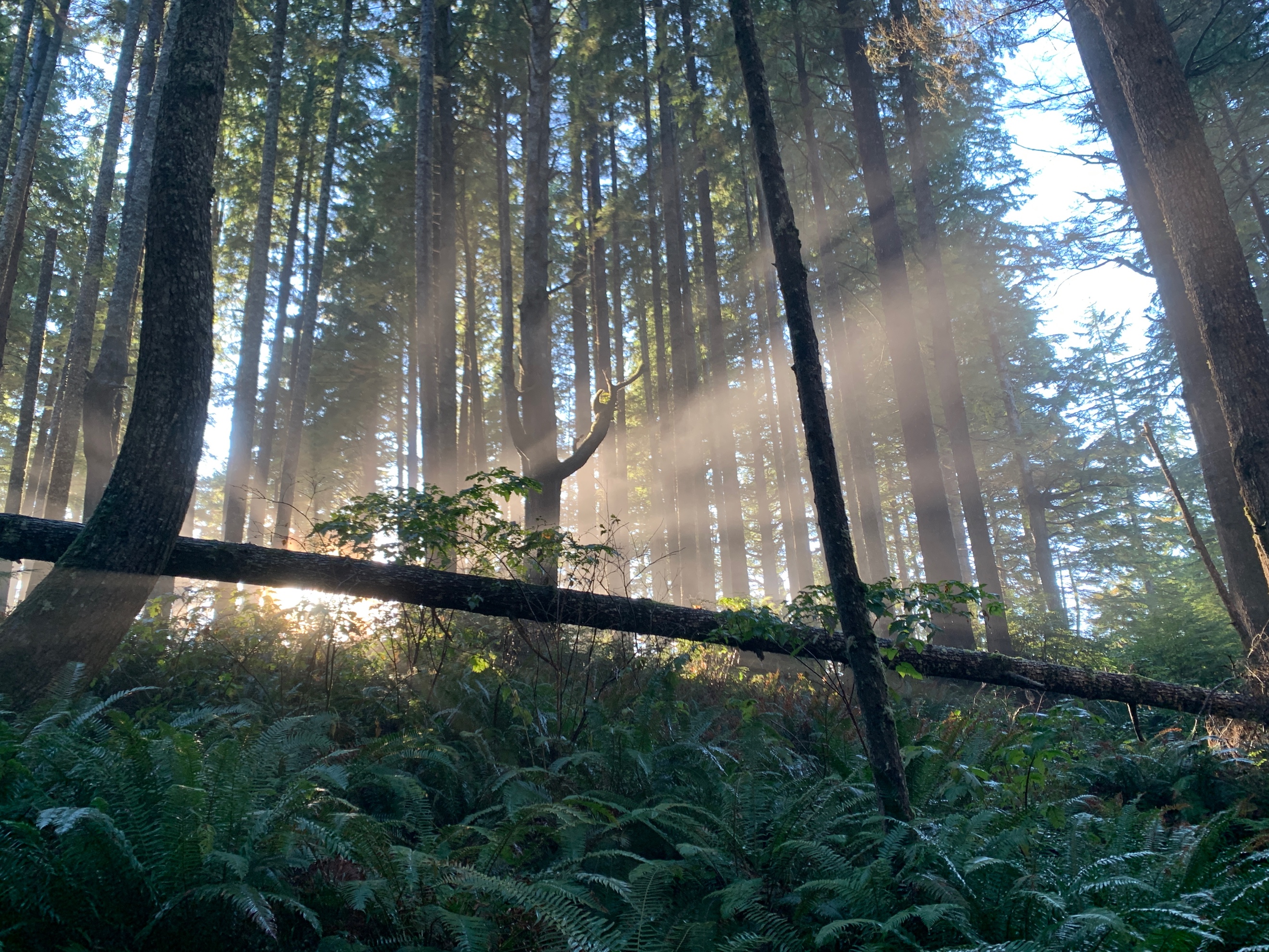 Sunlight cuts through Olympic National Park on South Coast Wilderness Trail.
