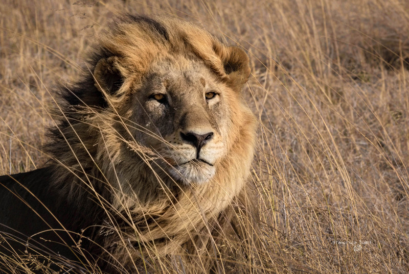 What Are Lions Without Prides? | Panthera