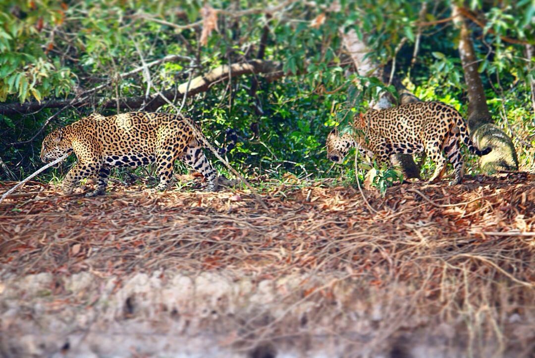 Jaguar pair