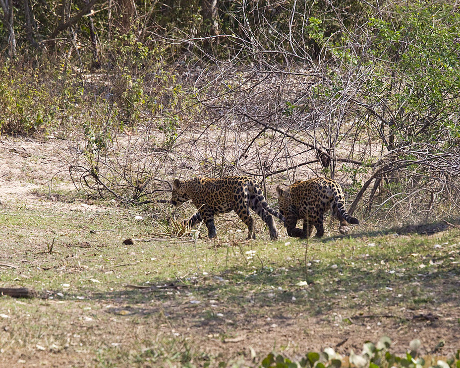 Male jaguars