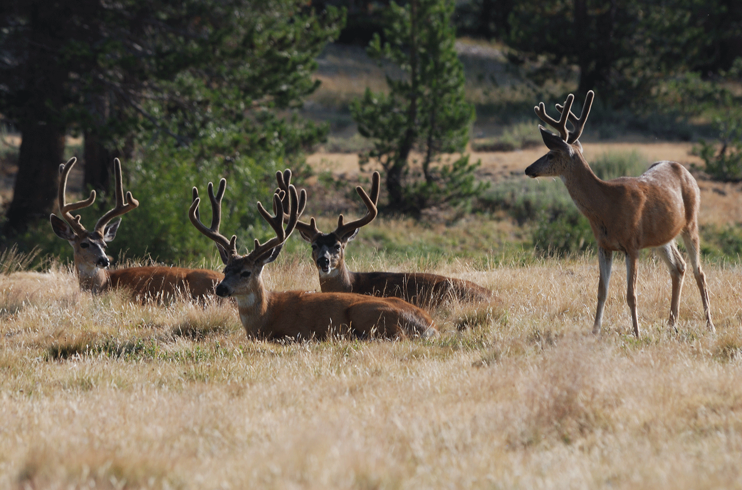 Mule deer