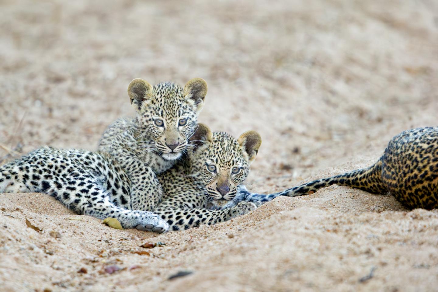 Two leopard cubs