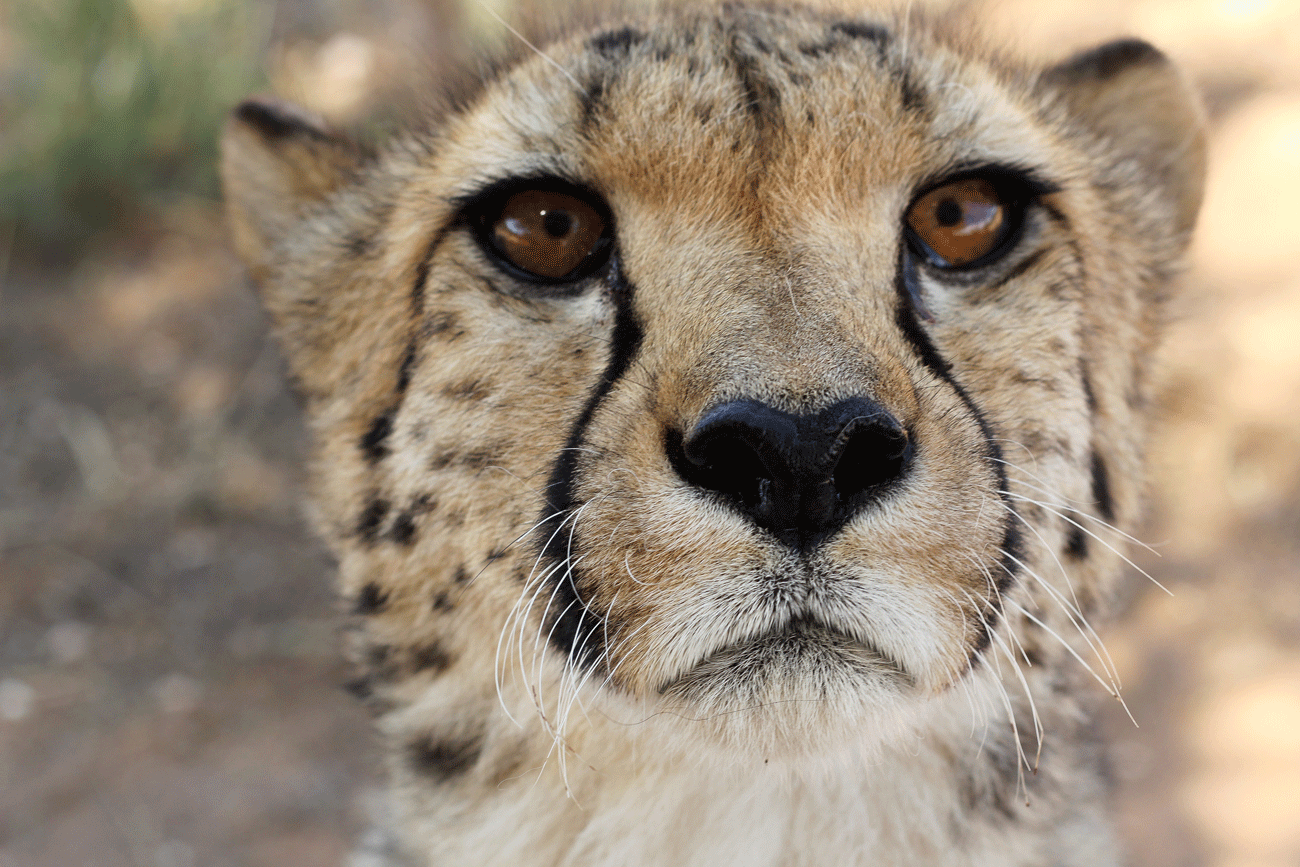 Cheetah