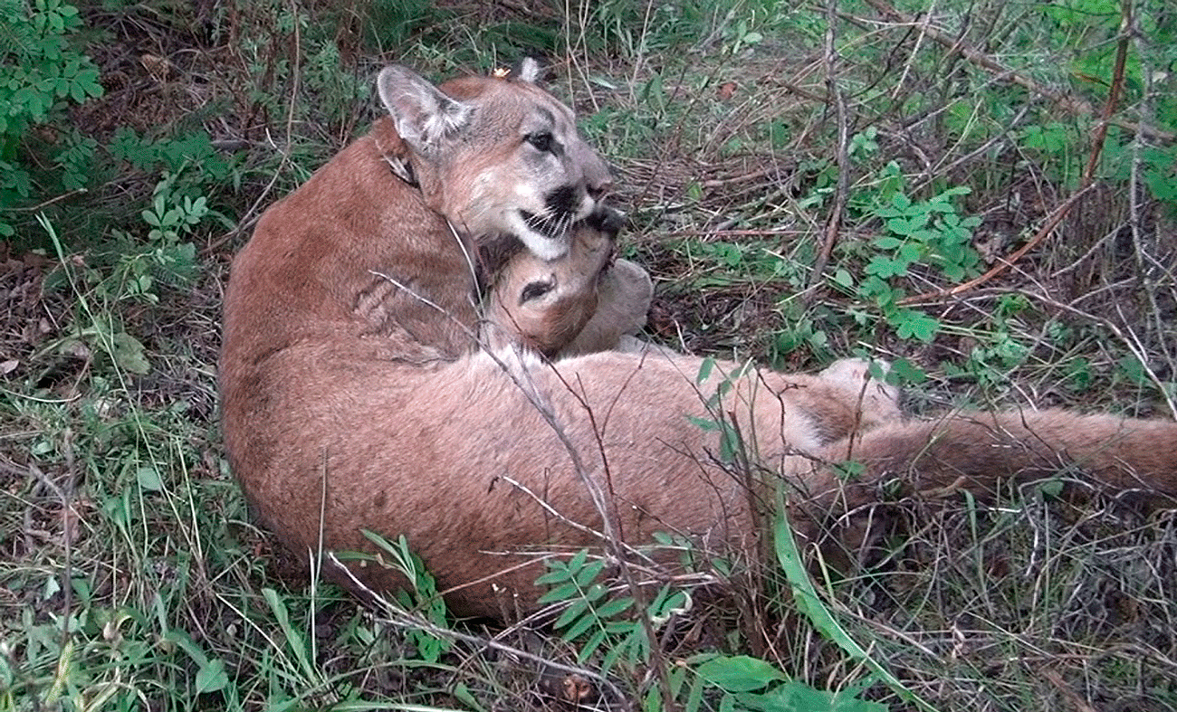 Puma eating deer