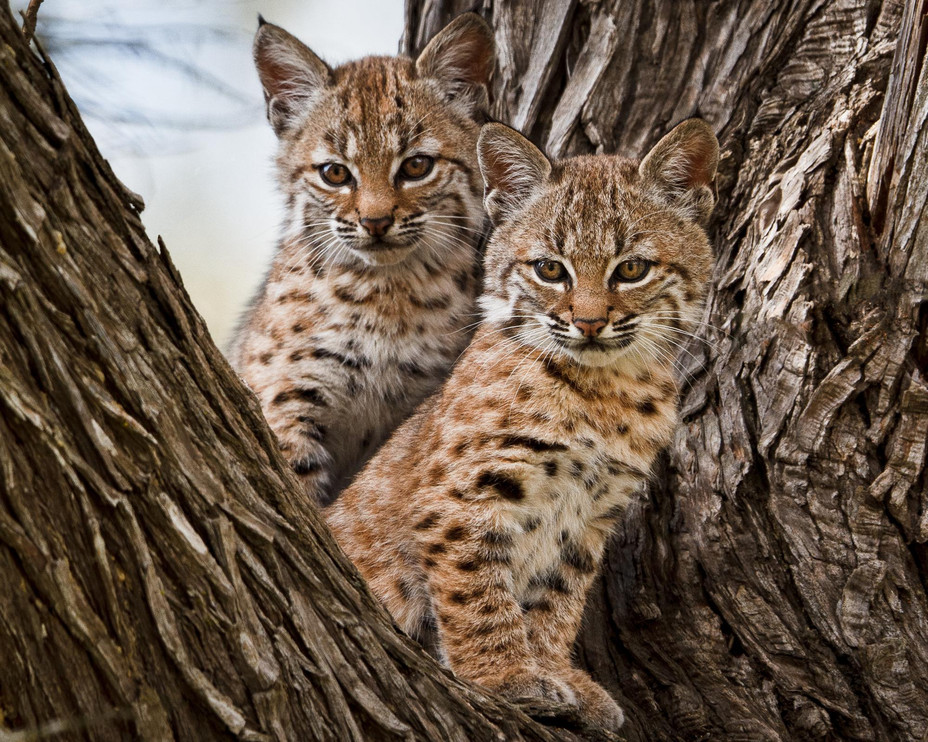 Bobcat kittens