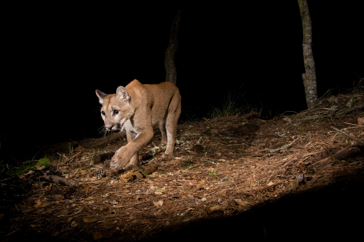 Could Puma Hunting Be Hurting Mule Deer Panthera