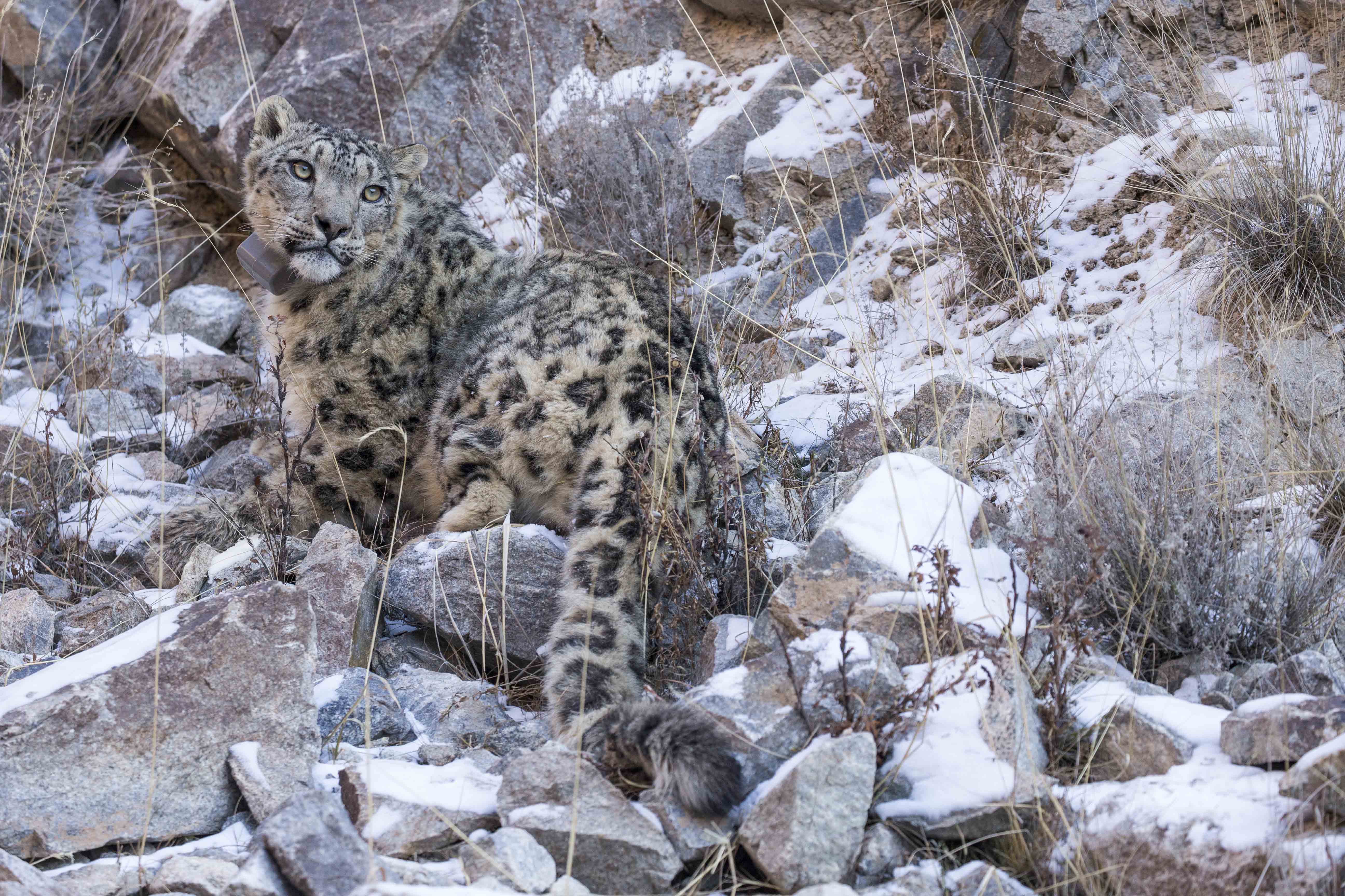 Kennerknecht snow leopard