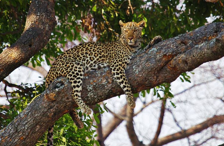 spotted cat resting on large tree limb
