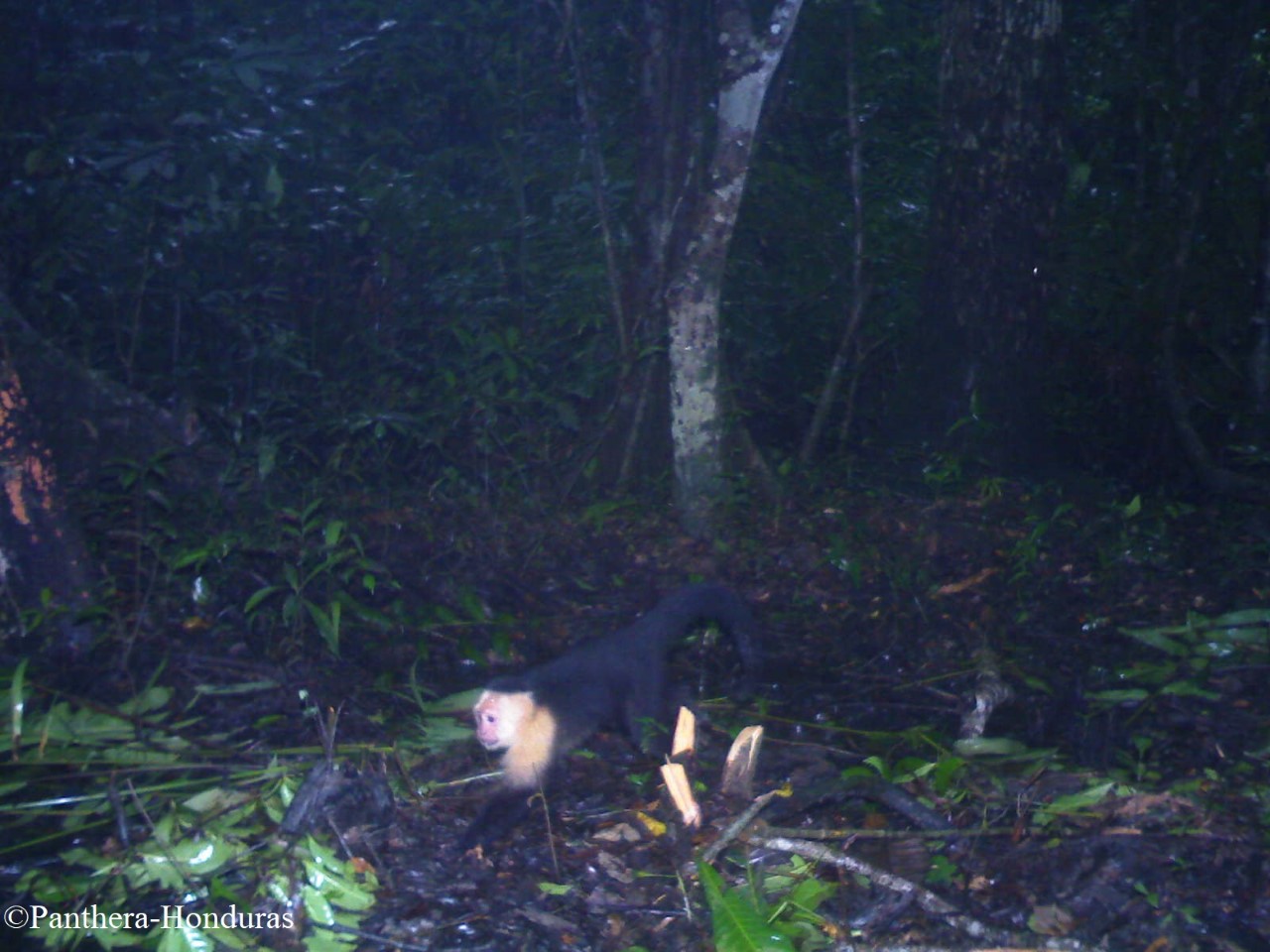 Monkey in Honduras