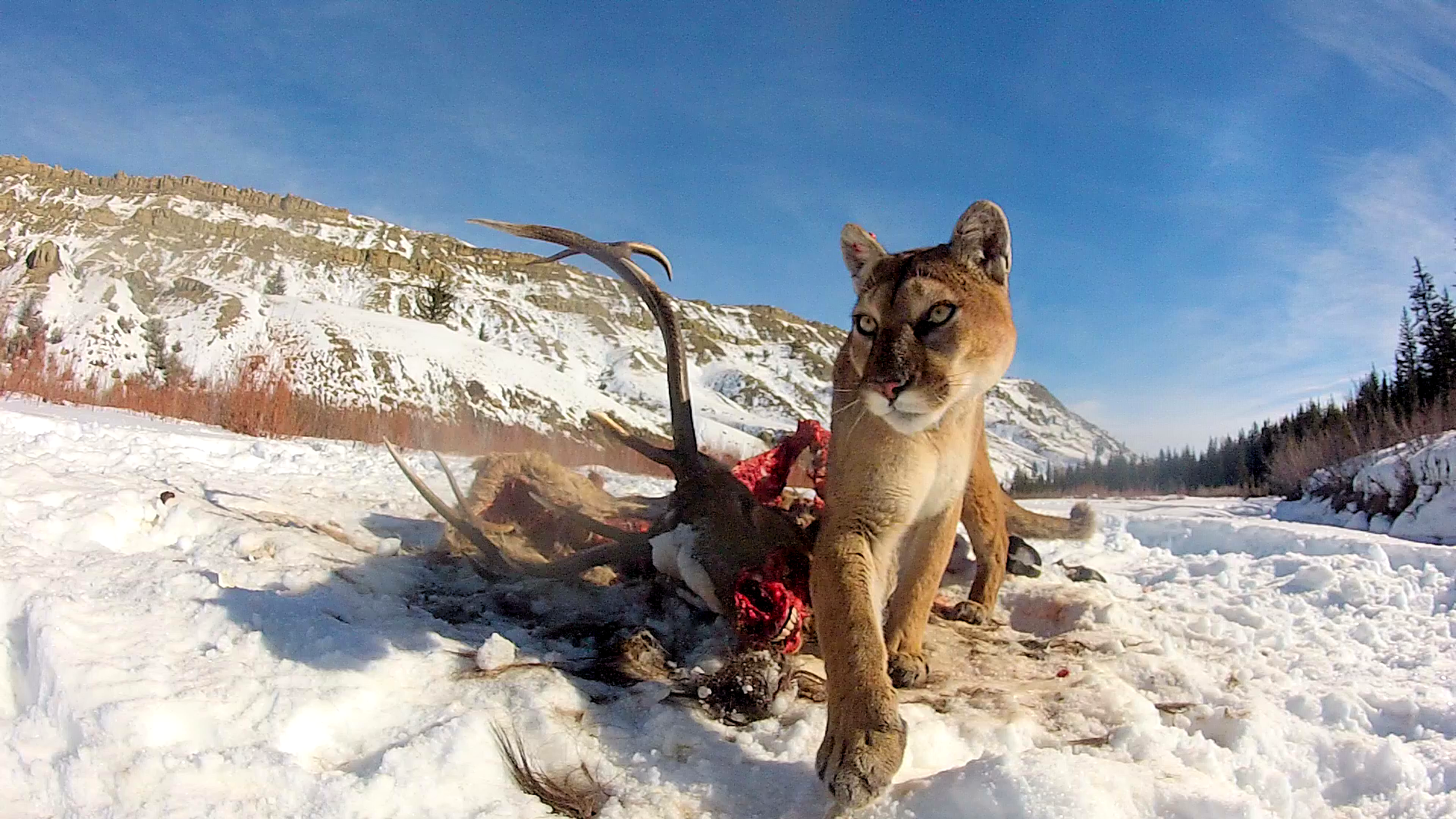 Puma with elk