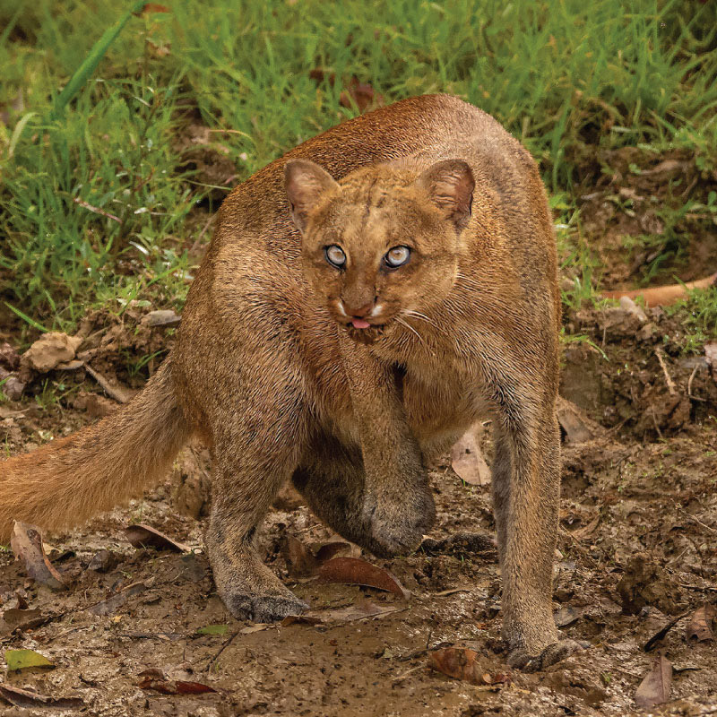 Jaguarundi