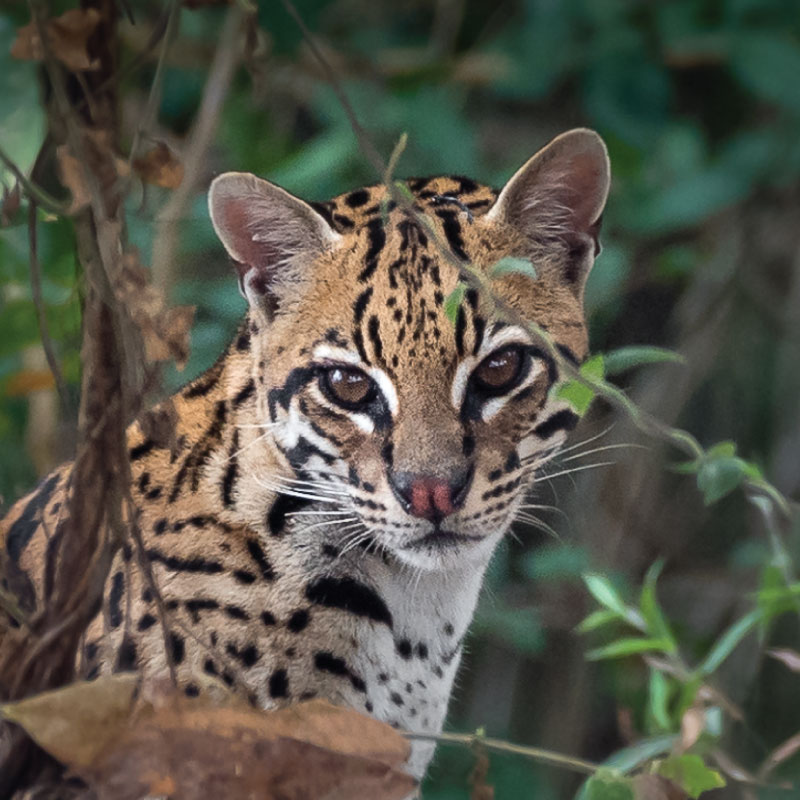 Ocelot