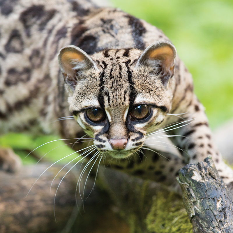 Margay