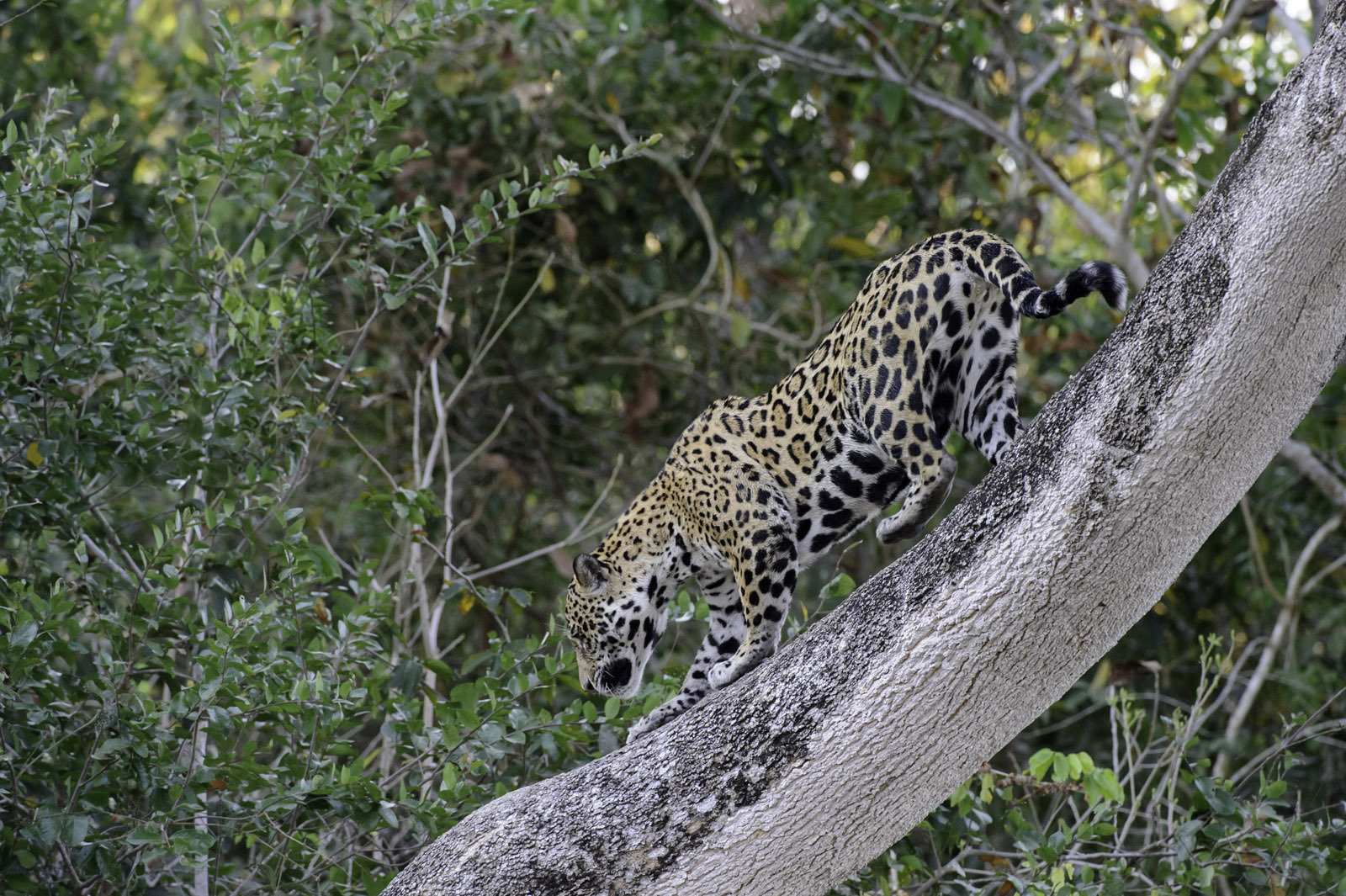 Panthera Colombia