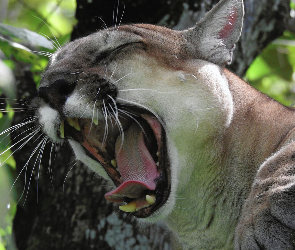 Puma with open mouth