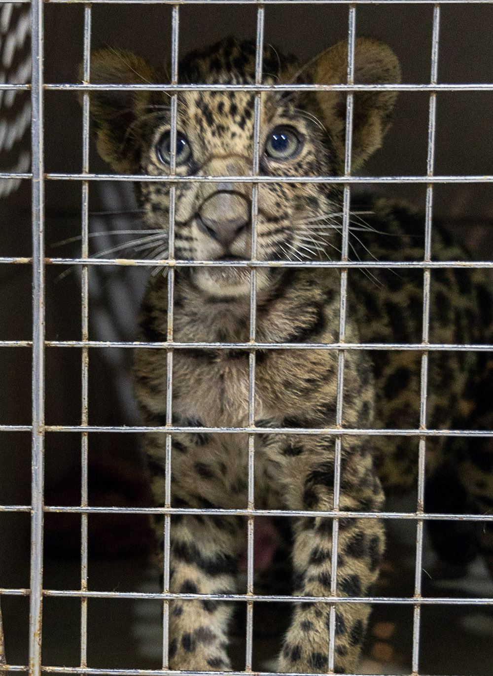 wild cat In Cage