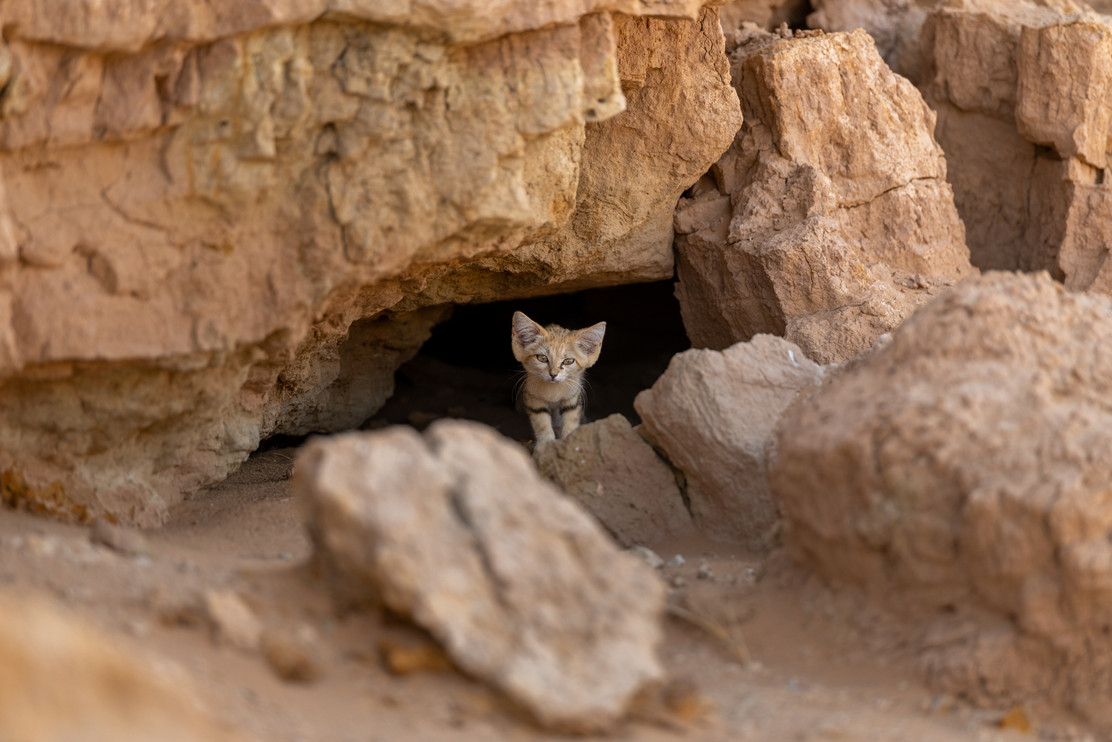 Out of the dark, into the dusk. A sand cat emerges from its den: alone, alert, and utterly at home in the emptiness.