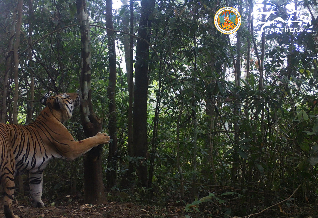 A tiger investigates a camera trap in DPKY 