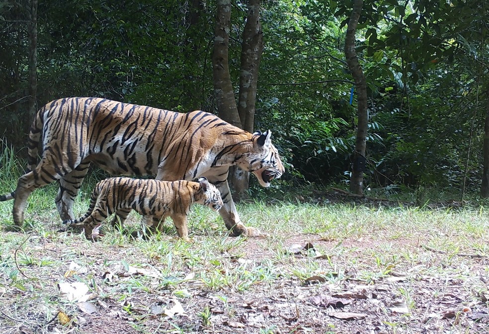 A tigress and her cub in Thailand's Dong Phayayen Khao Yai Forest Complex