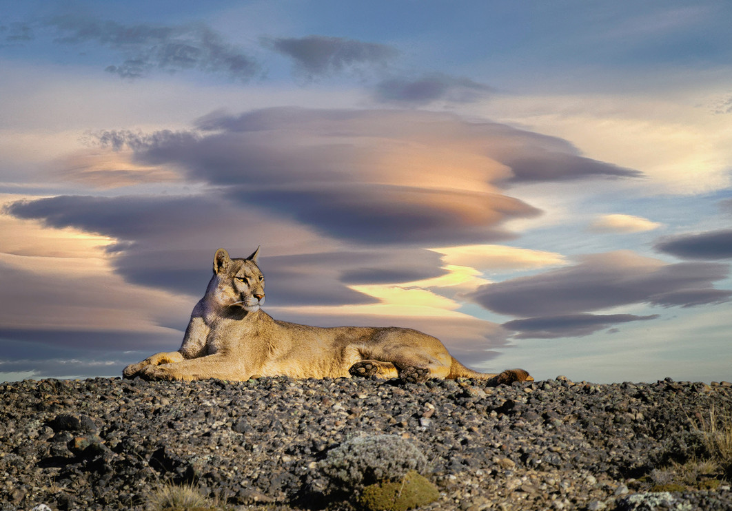 A puma in Torres del Paine