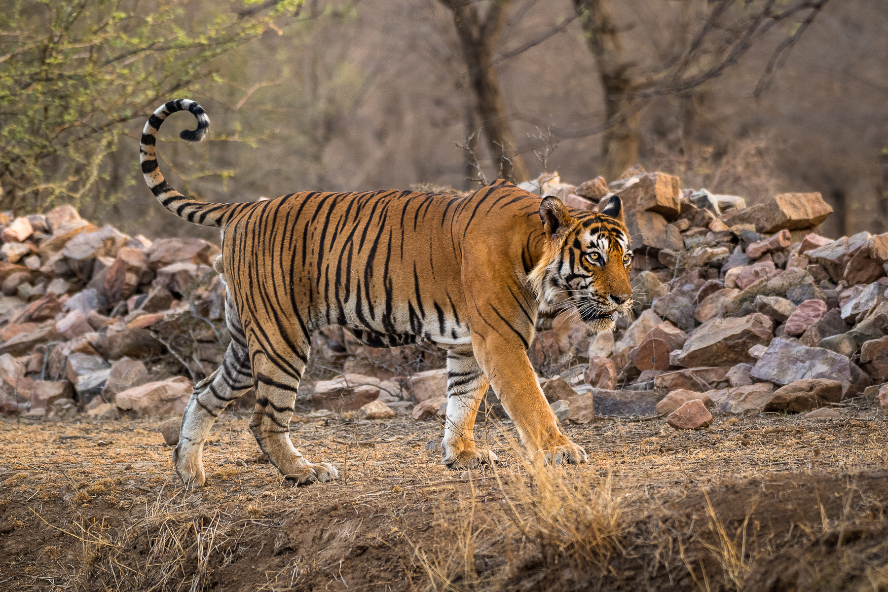 tiger walking