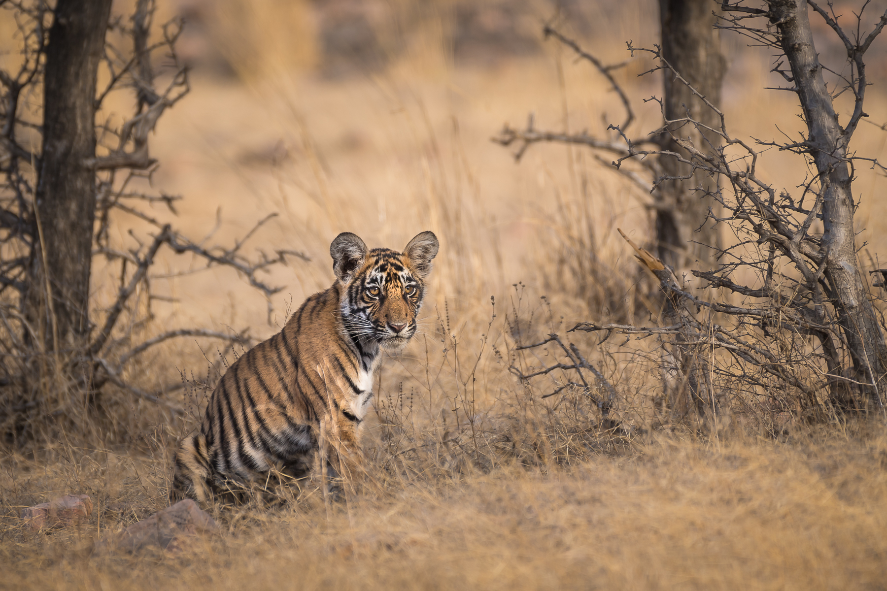 tiger sitting