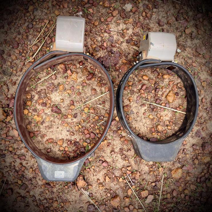 Two satellite collars for male and female lions